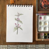 Red dead-nettle and butterfly bone china coaster