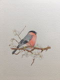 Bullfinch and blossom Card