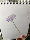 Wildflower and ladybird bone china coaster
