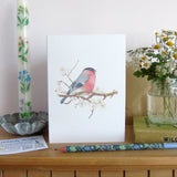 Bullfinch and blossom Card