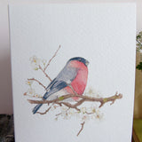 Bullfinch and blossom Card