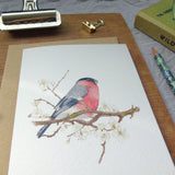 Bullfinch and blossom Card