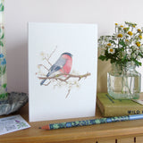 Bullfinch and blossom Card