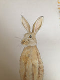 Winter Hare coaster