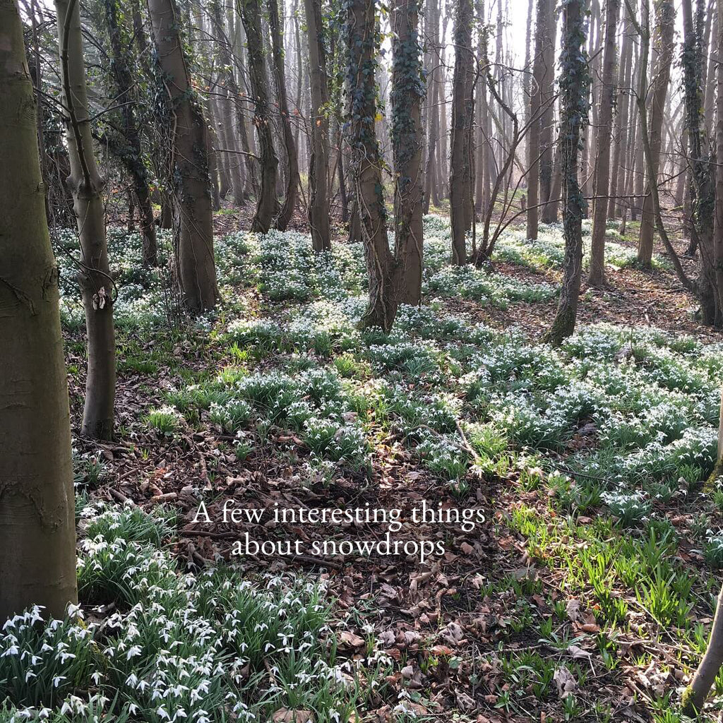 A few things about snowdrops