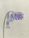 English Bluebell Original Watercolour Painting