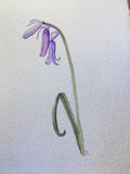 English Bluebell Original Watercolour Painting