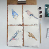 Nuthatch Original Watercolour Painting Unframed