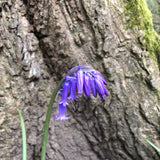 English Bluebell Original Watercolour Painting