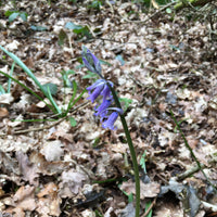 English Bluebell Original Watercolour Painting