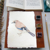 Eurasian Jay Original Watercolour Painting Unframed