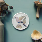 jay illustrated plate