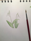 original watercolour study of a pair of snowdrop flowers in sketchbook