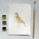 Garden Bird Song thrush Original Watercolour Painting Unframed