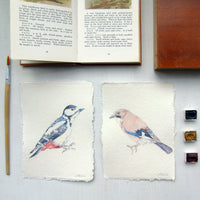 Eurasian Jay Original Watercolour Painting Unframed
