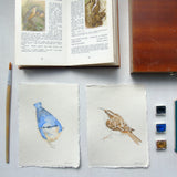 Treecreeper Original Watercolour Painting Unframed