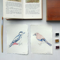 Eurasian Jay Original Watercolour Painting Unframed