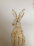 brown hare watercolour illustration